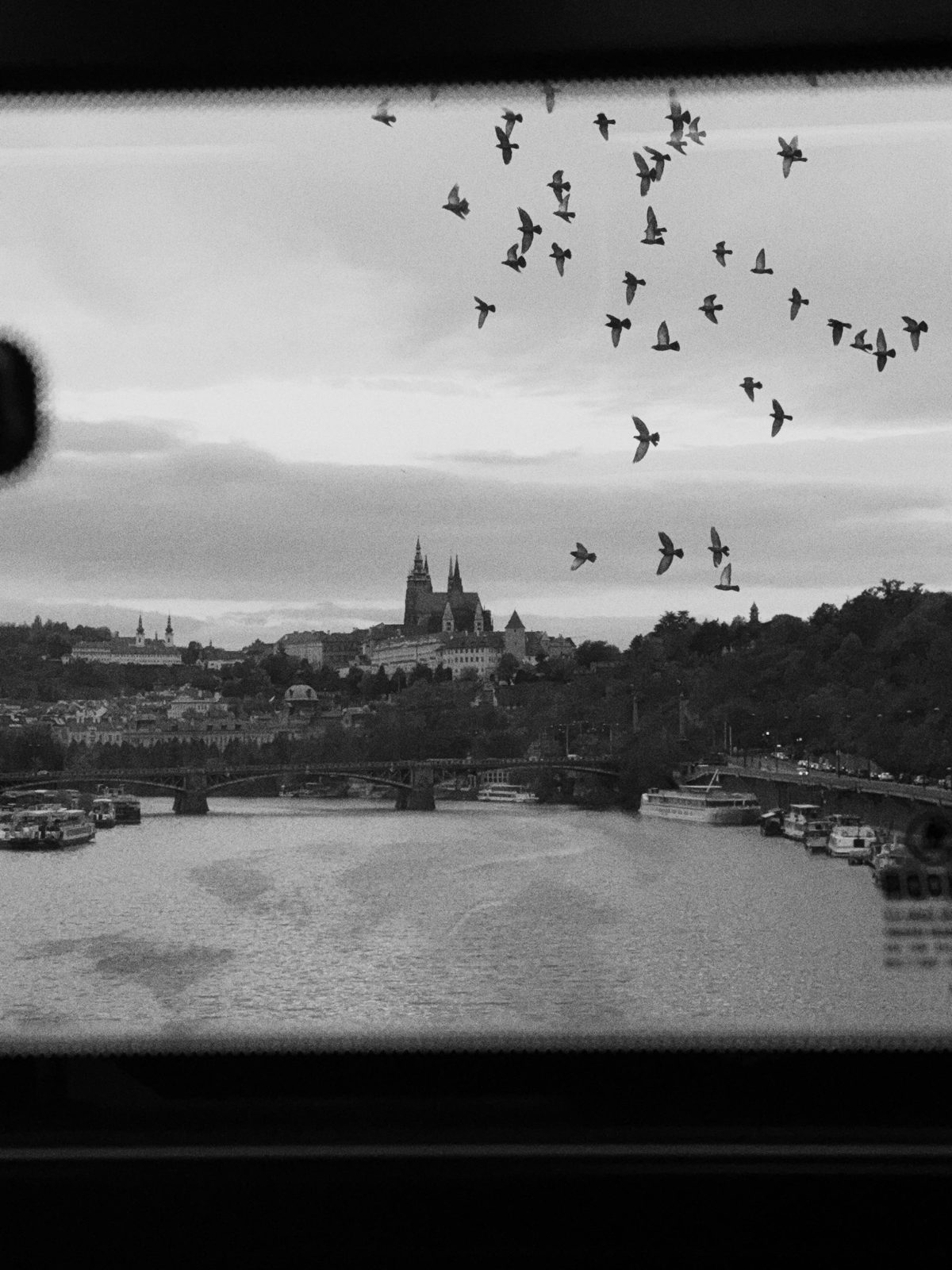 Birds over Prague Castle and the river, in black and white