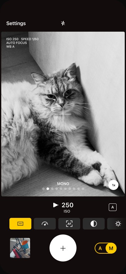 Ordinary camera screen — a cat in the corner of a room, film look Mono